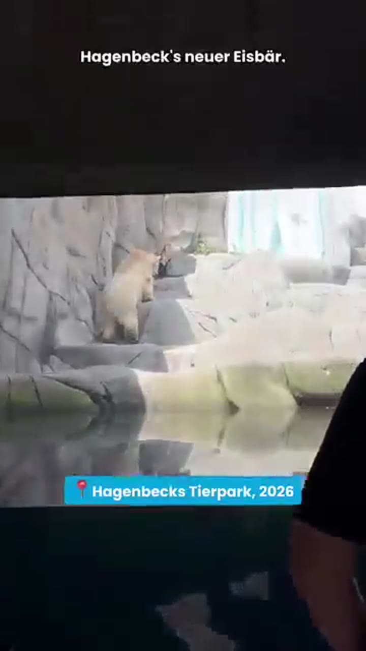 #rasputin #animals